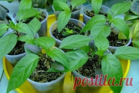 Почему у перца скручиваются листья? - Магия растений