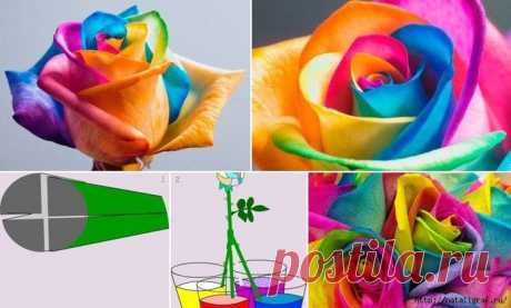 Как окрасить белую розу... для подарка, например | Сами с усами