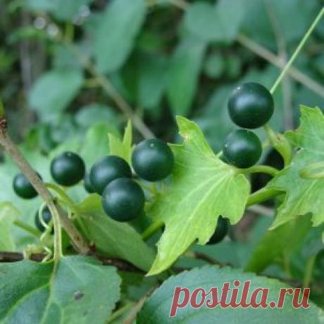 Белый переступень - лечебные свойства травы и корня