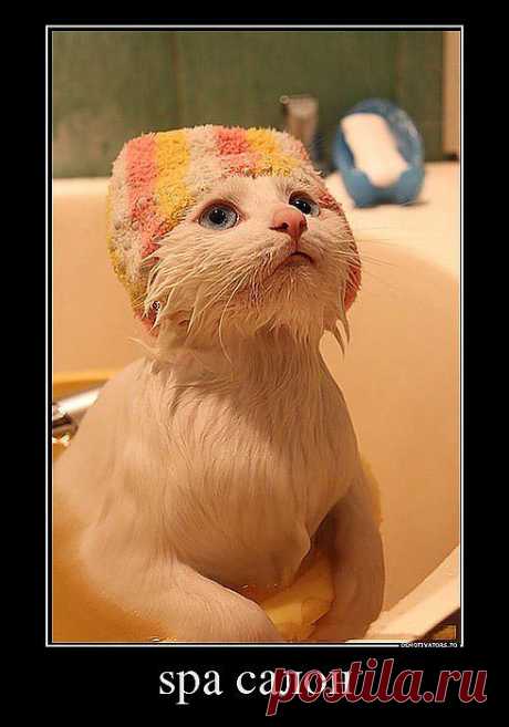 (53) Одноклассники