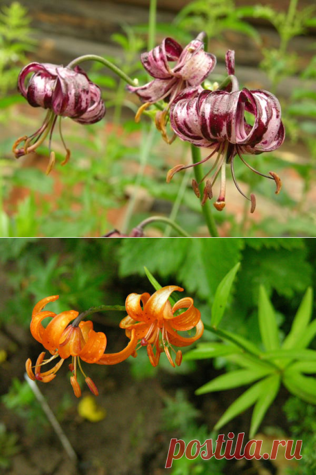Лилия мартагон: подвиды и сорта, фото, выращивание и размножение