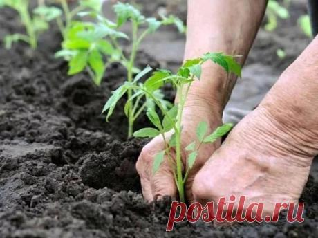 Что нужно класть в лунку при посадке помидор , огурцов
