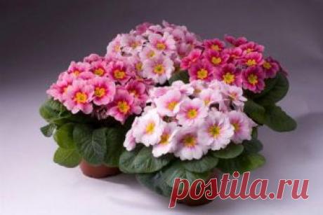 Примула комнатная В последние зимние недели появляются в продаже эффектные цветущие растения, которые именуют примулы. Их цветки могут быть окрашены в самые разные цвета, а расположены они в середки розетки зеленых лис...