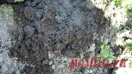 СУПЕР СРЕДСТВО В БОРЬБЕ С МУРАВЬЯМИ