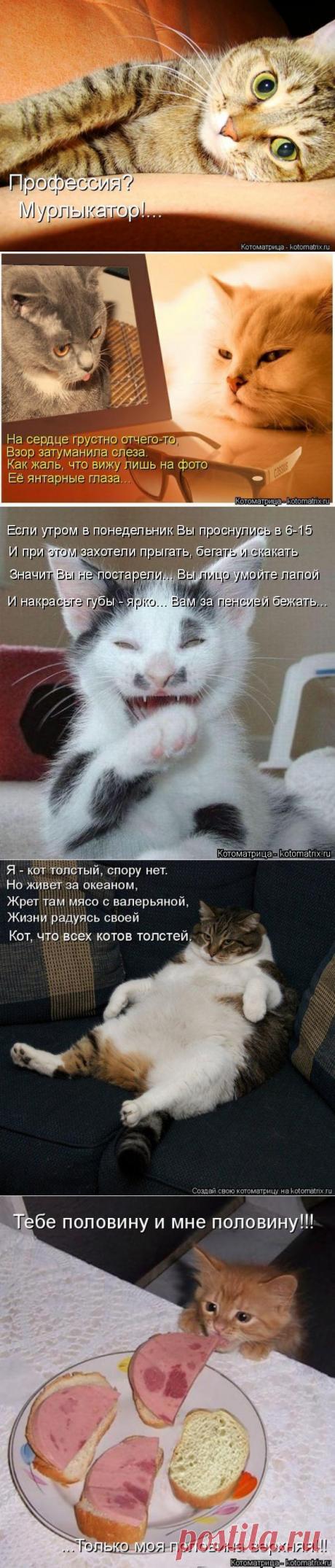 Котоматрица - эти позитивные мордочки