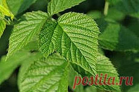 Бабушкины рецепты | Друг пенсионера
Моя бабушка всю жизнь прожила в деревне. Она и сейчас там живет. И надо ли говорить, что как истинный сельский житель, бабуля не приемлет традиционную медицину.