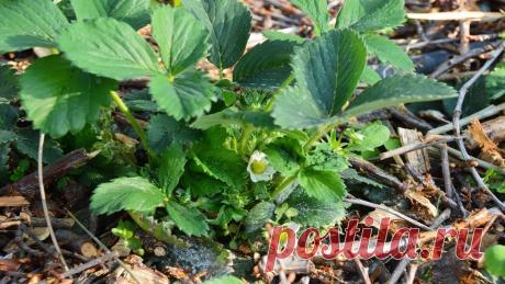 Обработка клубники весной от вредителей и болезней, чем и когда опрыскивать землянику Чем и как обработать весной клубнику от болезней и вредителей. Какие химические, биологические препараты и народные средства использовать. Сроки опрыскивания.