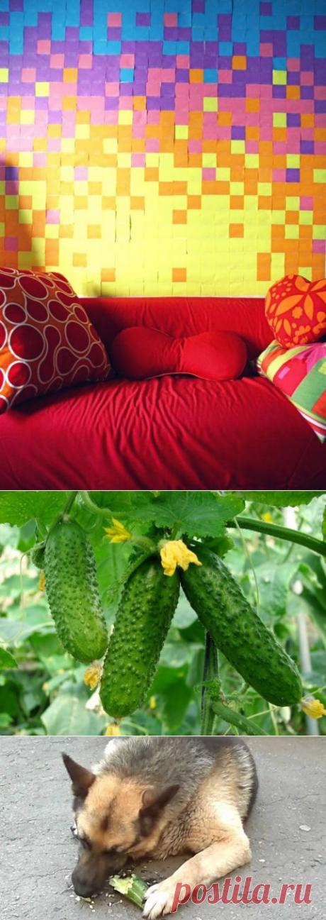 Что делать, если огурцы не плодоносят ? | ЖЕНСКИЙ МИР