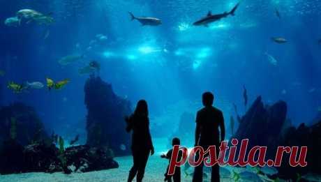 Ньюпорт Аквариум, США - Путешествуем вместе