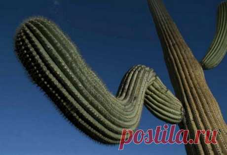 Гигантские кактусы сагуаро в пустыне Сонора - Путешествуем вместе