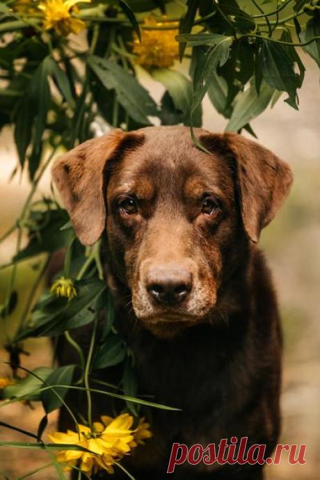 Валико — шоколадный красавец с большим сердцем ищет свою семью! – ПОДАРИ НАДЕЖДУ, пользователь Ольга Бавилина | Группы Мой Мир