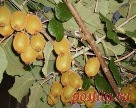 ВЫРАЩИВАЕМ КИВИ ДОМА.