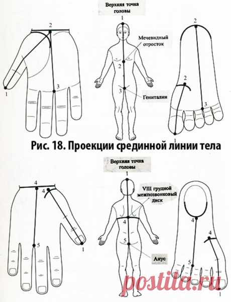 😉: Важным ориентиром при поиске точек соответствия является линия симметрии, которая проходит по середине передней и задней поверхностей тела и делит его на левую и правую половины (рис. 18).