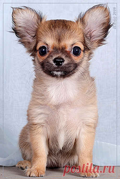 Питомник Голден из Лайф | Продажа щенков д/ш | 11.11.2015 г.