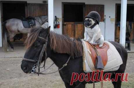 Собаки-развеселяки