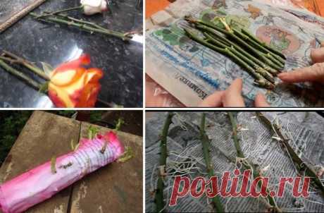 Буррито - метод беспроблемного размножения роз