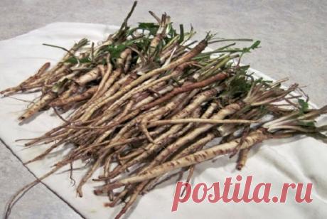 В 100 раз более эффективно, чем химиотерапия: трава, которая убивает раковые клетки за 48 часов Важная информация!