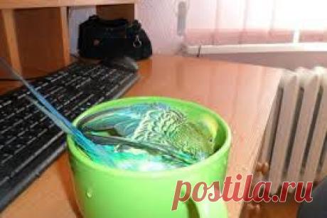 ели с жёлтыми побегами - Поиск в Google