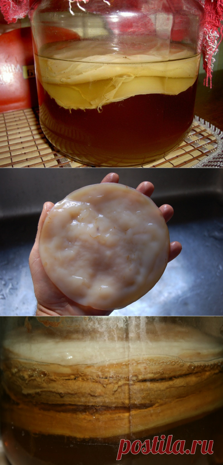 Как вырастить чайный гриб