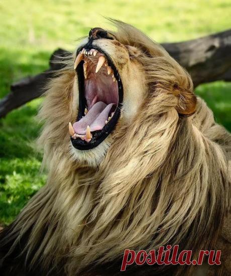 Фотографии «поющих» львов, носорогов и потрясающего тигра