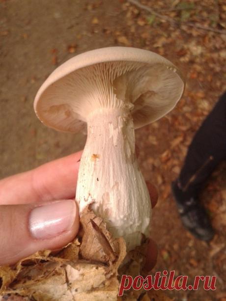 (63) Одноклассники