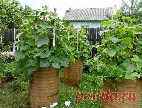 Одноклассники