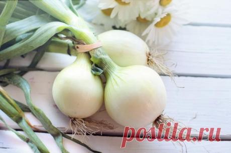 Очистка бронхов и детоксикация организма: полезные свойства лукового чая и рецепт напитка Рубрика Здоровье: Очистка бронхов и детоксикация организма: полезные свойства лукового чая и рецепт напитка . Читай последние новости событий на Joinfo.ua