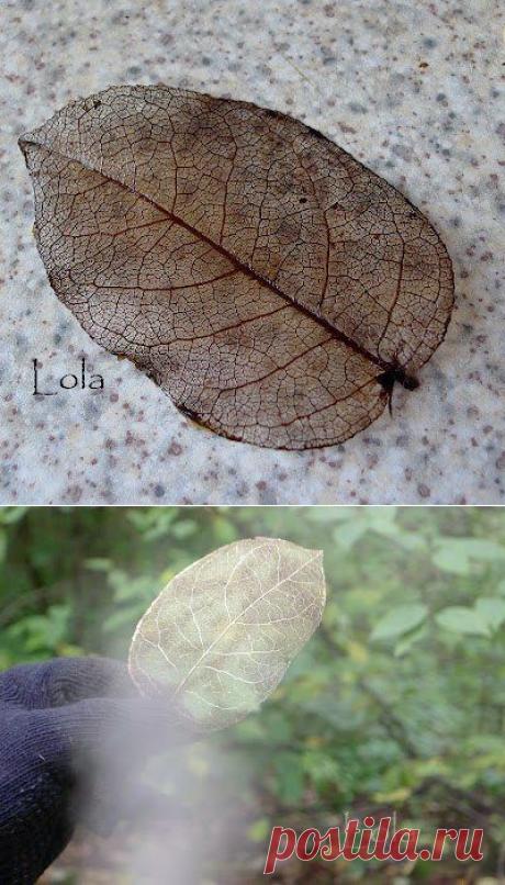 Скелетирование листьев