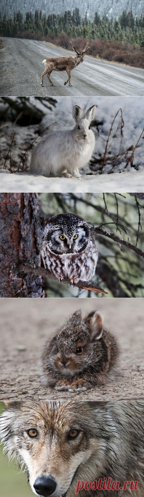 Фотопрогулка по Денали — национальному парку Аляски