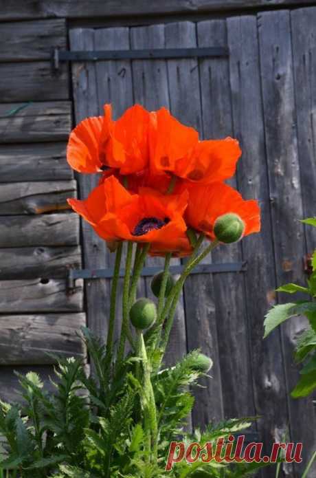 (19) цветы для друзей