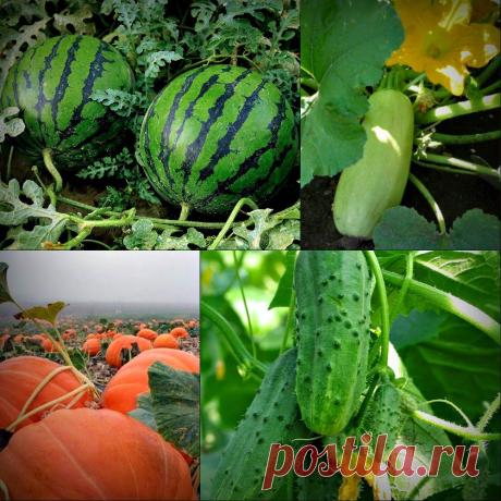 ВедаМост: Обилие огурцов, арбузов, дынь. Мечта или реальность?