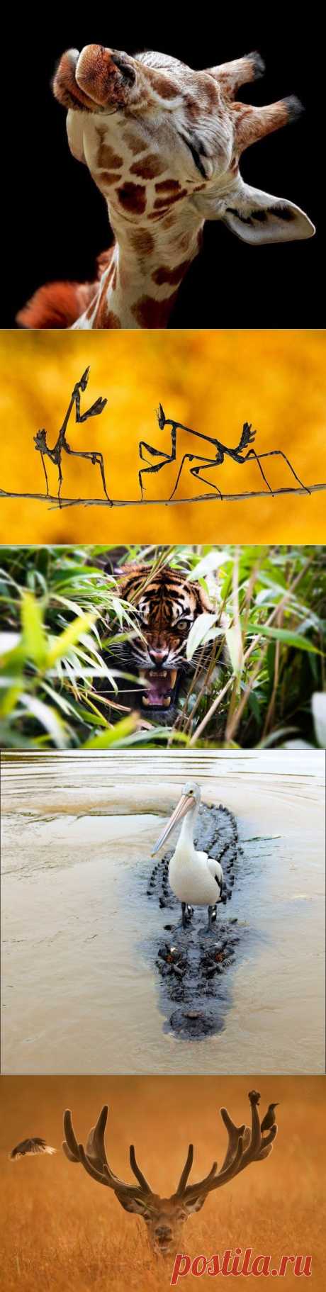 Живая планета: Красота без фотошопа | ЖИВОЙ УГОЛОК