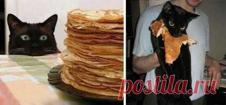 «Ни стыда, ни совести!» 30 фото самых обнаглевших морд