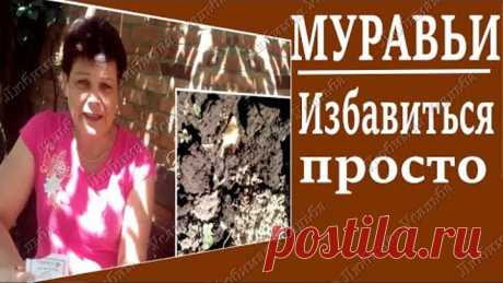 Как избавиться от муравьев в огороде Самый надежный и эффективный способ