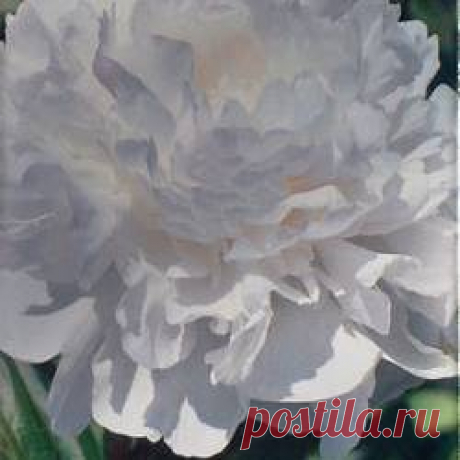 Пион древовидный Xue Ta - купить саженцы из питомника, цена в Нижнем Новгороде