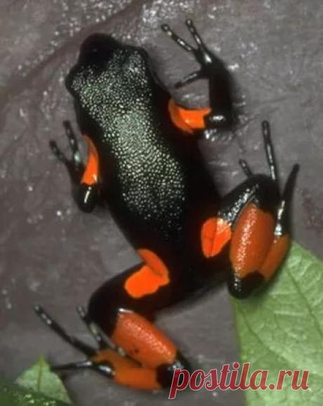 Fantástico Natureza,linda!!!