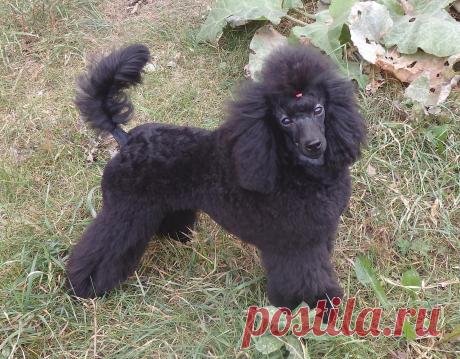 (97) Одноклассники