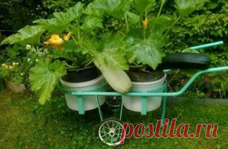 Клумбы на колесах Мне так понравились "клумбы на колесах"! Некоторые идеи сохраняю себе и делюсь с вами. Взял и переместил на более удобное место, если солнца не хватает или от дождя спрятал. 