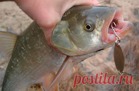 Вращающиеся блесны для ловли жереха, голавля, язя / Богатая добыча