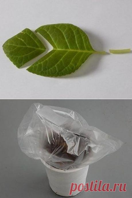 Как развести растение