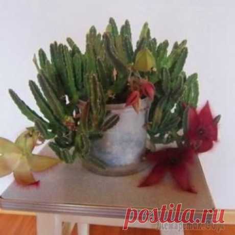 Почему не растут комнатные цветы: проблемы растений