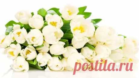 Любить этот мир, любить его свет. За то, что в нем есть, за то - чего нет. Любить просто так, за то, что живешь, За то, что берешь, и, что отдаешь. Любить за свободу и за красоту, Его совершенство, его простоту. Любить в ожидании нового дня, Который в ответ тоже любит тебя!