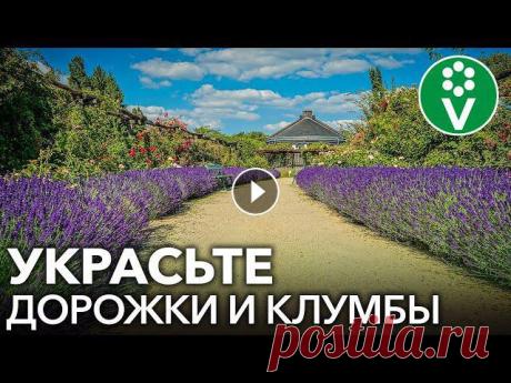 САМЫЕ КРАСИВЫЕ И НЕПРИХОТЛИВЫЕ МНОГОЛЕТНИКИ ДЛЯ УКРАШЕНИЯ БОРДЮРОВ И САДОВЫХ ДОРОЖЕК ✿Все для сада и огорода ищите в нашем интернет-магазине! ✔Беларусь: В этом видео научный сотрудник Центрального ботанического сада Анастасия Гулис рас...