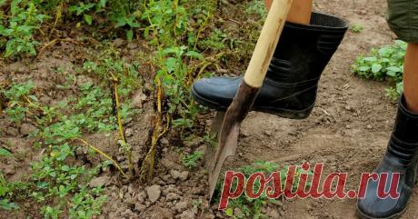 Когда копать картофель, или Как определить, что картошка уже созрела Пришел август, а с ним и период созревания картофеля. Но готовы ли ваши посадки к уборочной или стоит еще подождать?