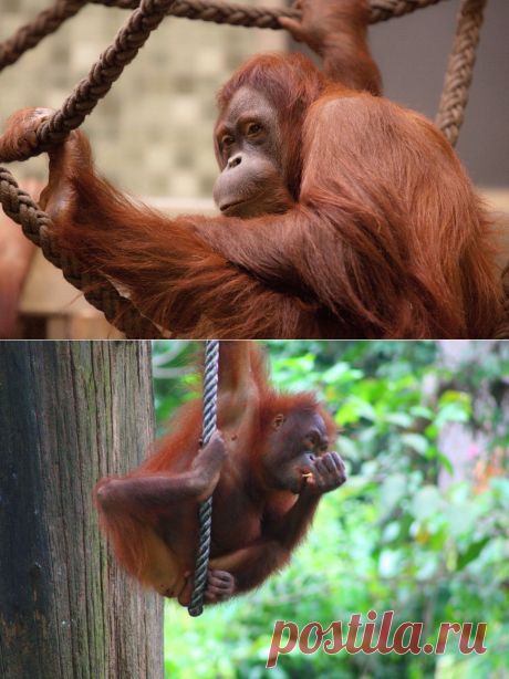 Видео: самка орангутана изобрела гамак — National Geographic Россия