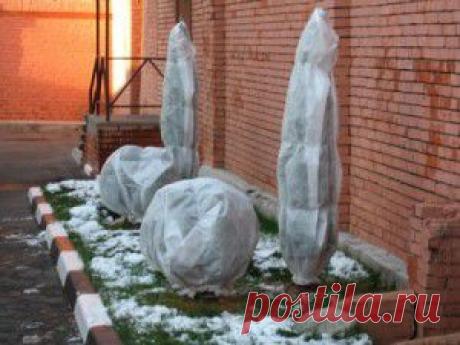 Подготовка декоративных кустарников к зиме | Дача - впрок