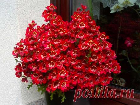 Схизантус: посадка и уход, виды и сорта, выращивание из семян