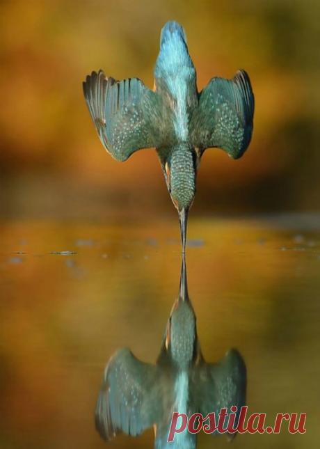 18 уникальных снимков, которые удалось сделать чисто случайно