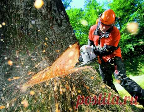 Каждый житель России имеет право на лес Знаете ли вы, что Россиянам полагается бесплатная или льготная древесина на строительство, ремонт, а также отопление жилья?
В статье 30 Лесного Кодекса РФ регламентируется возможность …