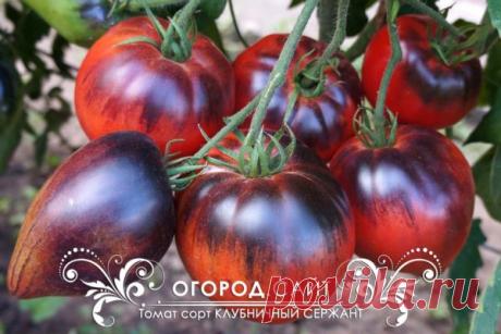 Томат Клубничный сержант (анто), семена | ОГОРОД.сайт